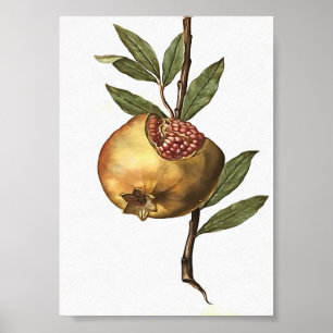 Poster Fruta De Pomegranato E Sementes De Botânica