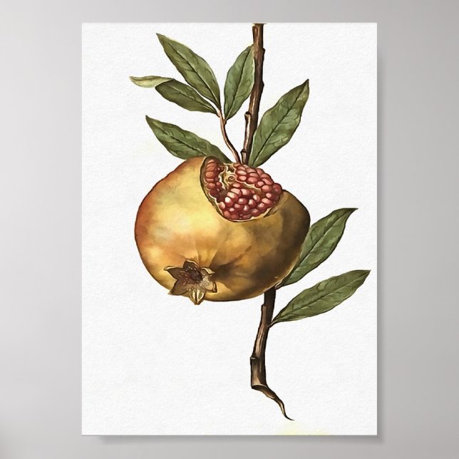 Poster Fruta De Pomegranato E Sementes De Botânica (Frente)
