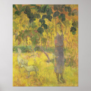 Pôster Fruta de uma árvore, 1897 da colheita do homem