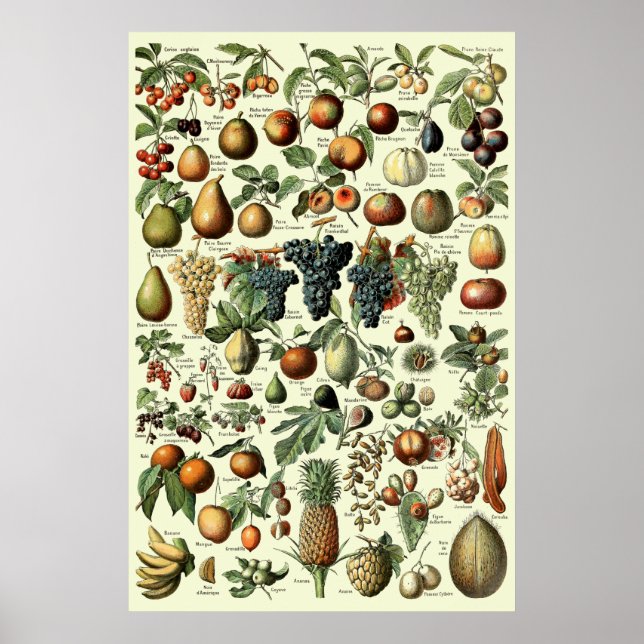 Poster Fruta de Vintage por Adolphe Millot (Frente)