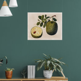 Poster Fruta e Folhagem de Durian