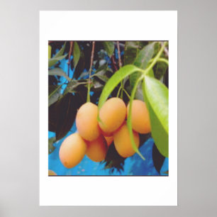 Poster Fruta Exótica Gandaria - Manga Ameixa Tropical Rar