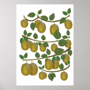 Poster Fruta Kiwi
