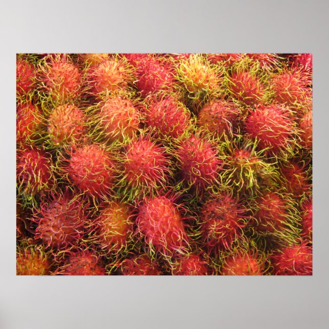 Pôster Fruta Tropical Rambutan (Frente)