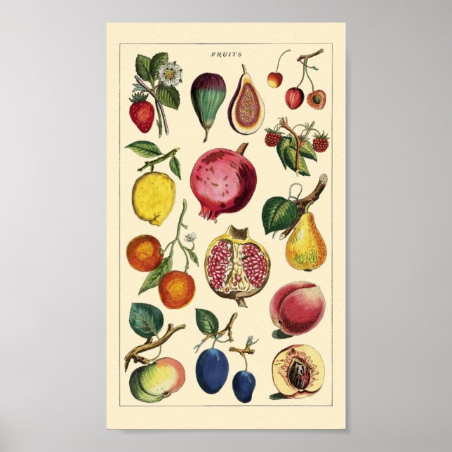 Poster Fruta vintage (Frente)