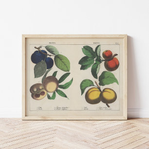 Poster Frutas   Charlotte Mary Yonge