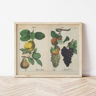 Poster Frutas   Charlotte Mary Yonge