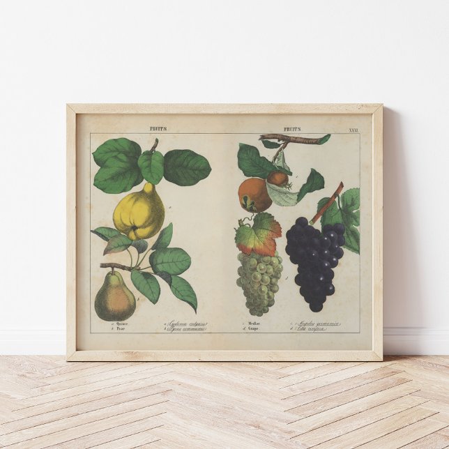 Poster Frutas | Charlotte Mary Yonge (Criador carregado)