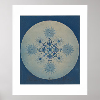 Poster Frutas de diátomos por Julius Wiesner