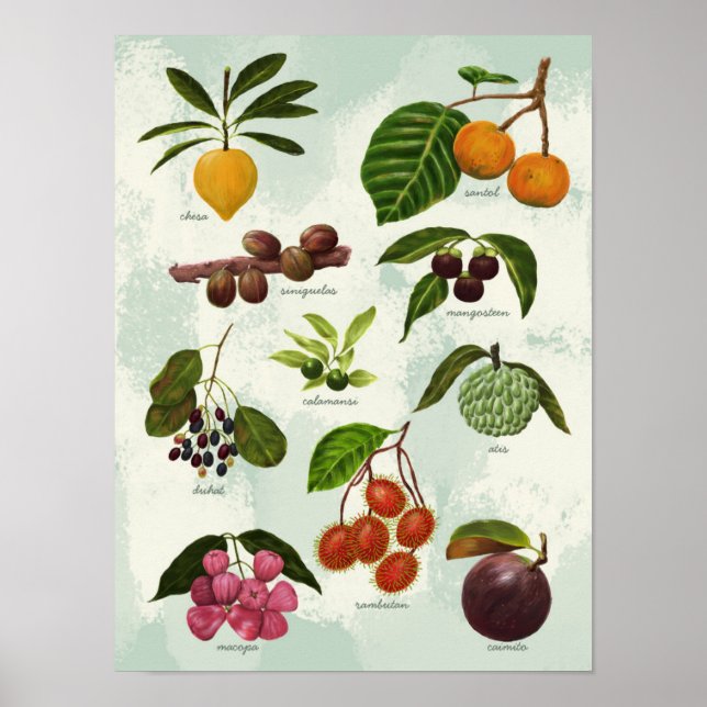 Poster Frutas tropicais filipinas exóticas pintadas à mão (Frente)