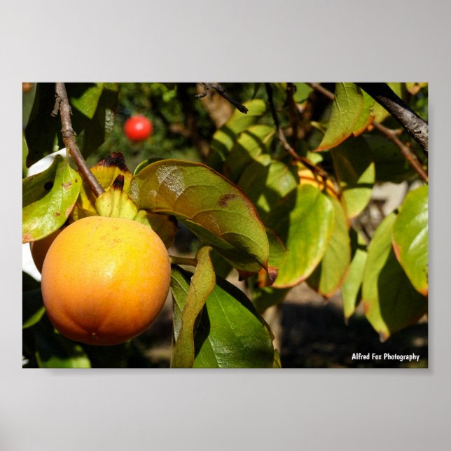 Poster Fruto de Caqui na Árvore (Frente)