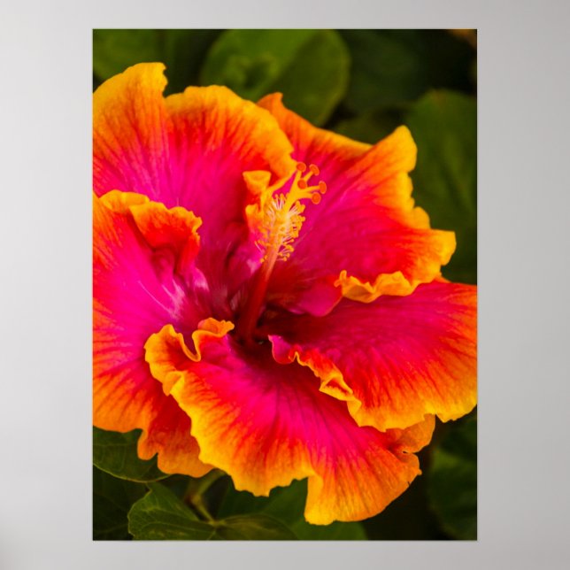 Poster Fuchsia havaiana e Orange Hibiscus (Frente)