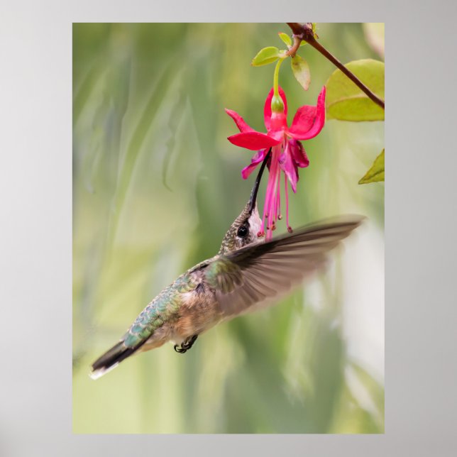 Poster Fuchsia Hummingbird favorito (Frente)
