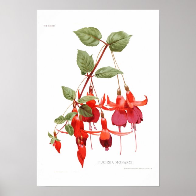 Poster Fuchsia "Monarch" (Frente)