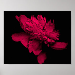 Pôster Fuchsia Peony Flower Abstrato Floral Art