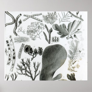 Pôster Fuco de Conferra