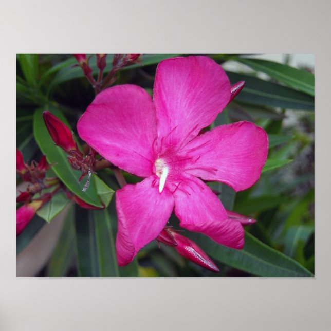 Poster Fucshia Oleander Photo (Frente)