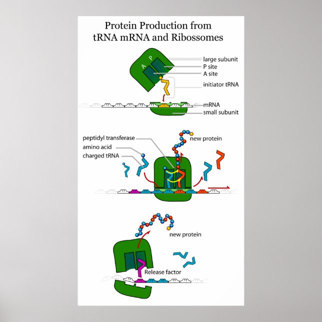 Pôster Função do ribossomo mRNA tRNA na Tradução das Prot (Frente)