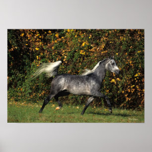 Pôster Funcionamento dos árabes: Outono