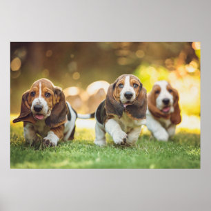 Poster Funcionamento dos filhotes de cachorro de Basset