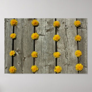 Poster Fundo Dandelions