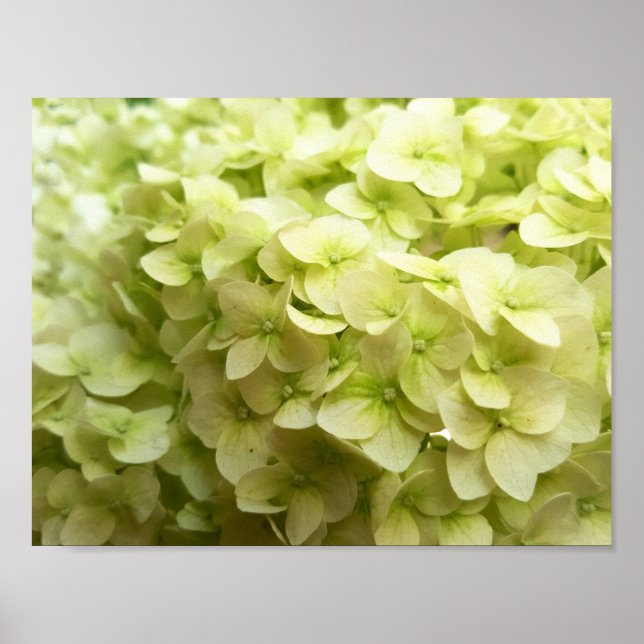 Pôster Fundo de flores de Hydrangea branca (Frente)
