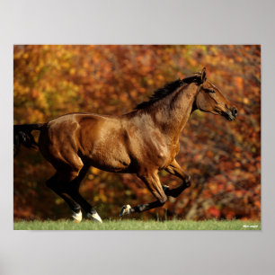 Poster Fundo de outono do Bay Warmblood em execução