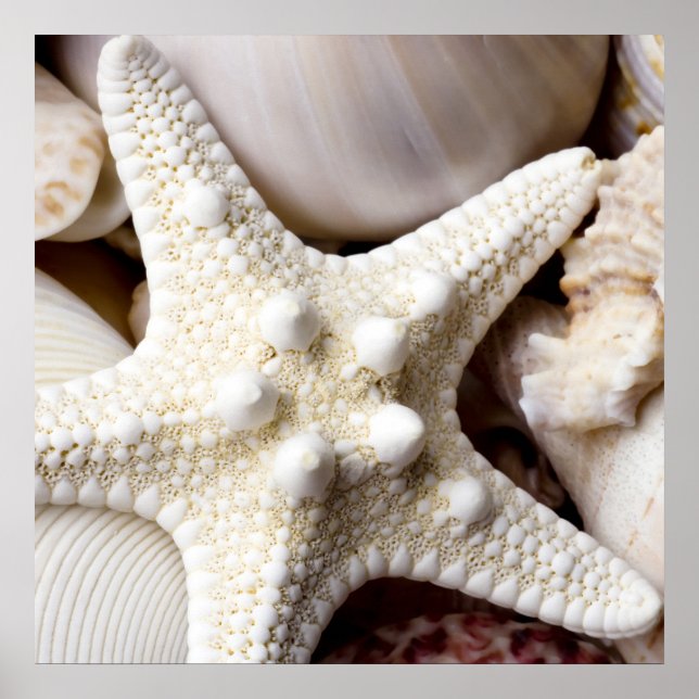 Pôster Fundo de Starfish do Sea Shell - Prateleiras (Frente)