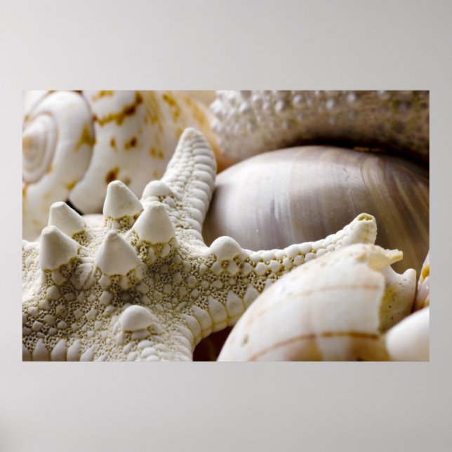 Poster Fundo de Starfish do Sea Shell - Prateleiras (Frente)