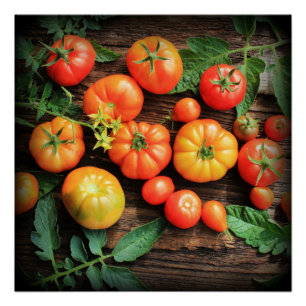 Pôster Fundo do tomate