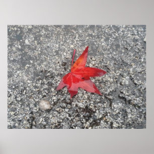 Poster Fundo do zoom do folha vermelha'-