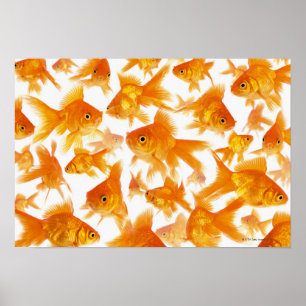 Pôster Fundo que mostra um grande grupo de peixe dourado