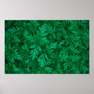 Poster Fundo verde natural das folhas verdes abstratas