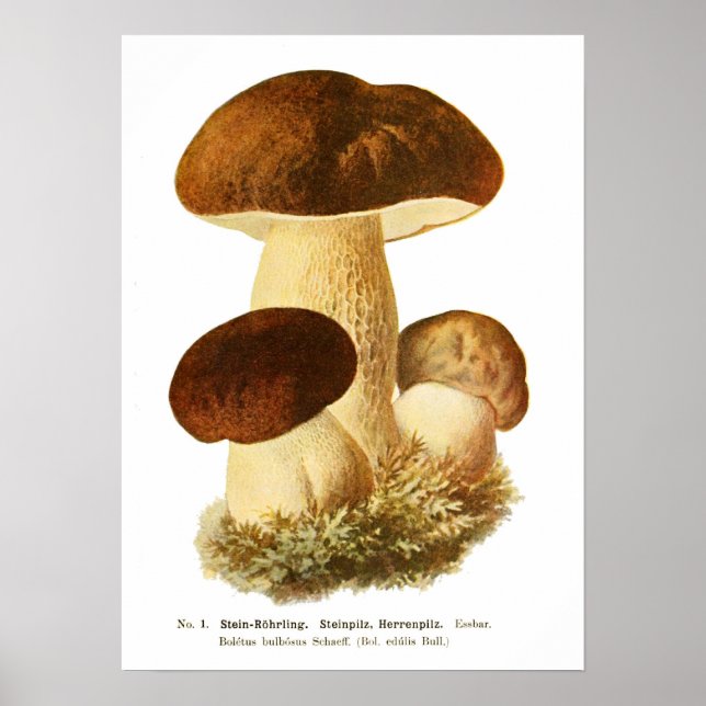 Poster Fungi (Frente)