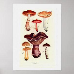 Poster Fungi