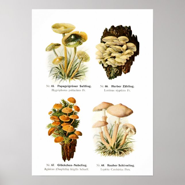 Poster Fungi (Frente)
