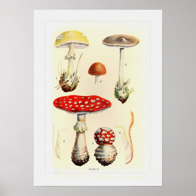 Poster Fungi (Frente)