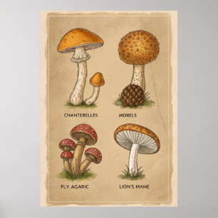 Poster Fungi Chronicles: Um estudo micológico antigo