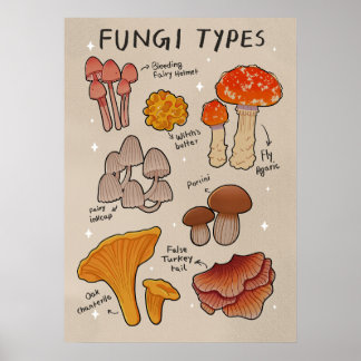 Poster Fungi Tipos de cogumelos