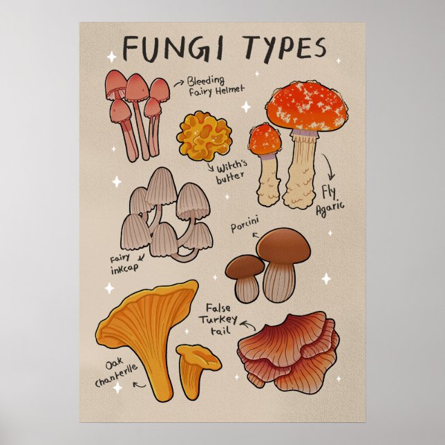 Poster Fungi Tipos de cogumelos (Frente)