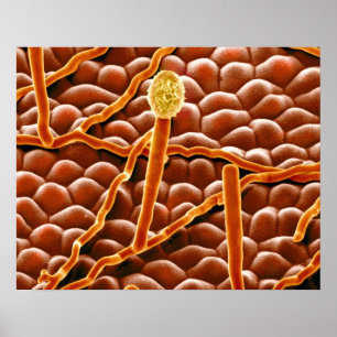 Pôster Fungo do oídio pulverulento na poinsétia