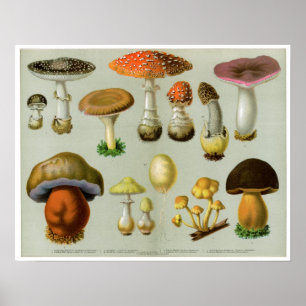 Poster Fungos de Piosonous - cogumelos e Toadstools