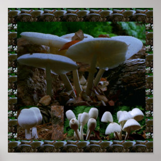 Pôster Fungos Wils Frescos MUSHROOM : Fotografia Exótica