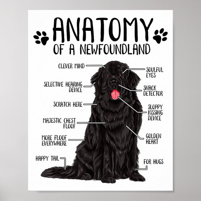 Poster Funny Anatomy Newfoundland Dog Cute Newfie Lover  (Frente)