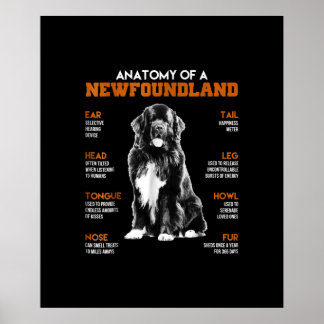 Poster Funny Anatomy Of A Newfoundland Dogs