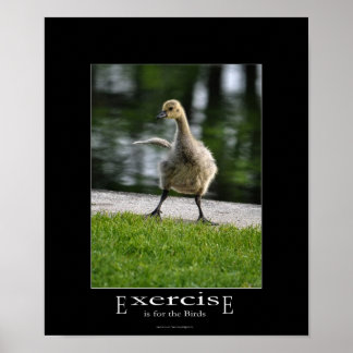 Poster Funny Canada Goose Gosling Exercício Demotivaciona