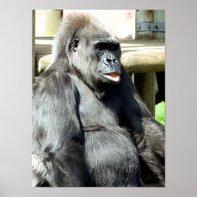 POSTER FUNNY GORILLA (Frente)