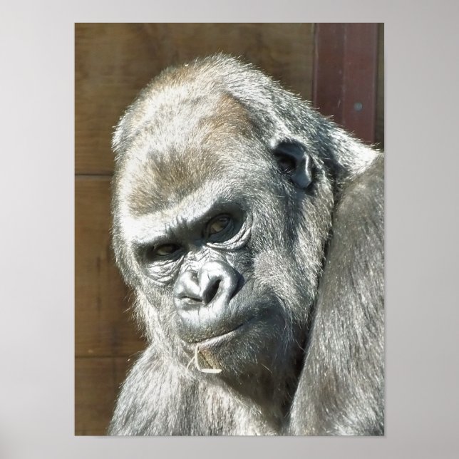 POSTER FUNNY GORILLA (Frente)