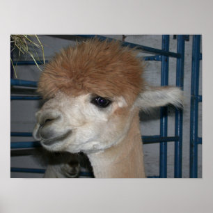 Poster Funny Hairdo no Llama