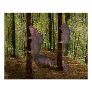 Pôster Funny Koala-Wannabe Hippos